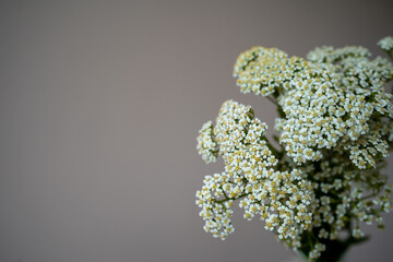 close-up of yarrow .bloom (Achillea millefolium) © Olivia Neuhaus