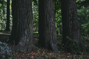 3 Old trees grow next to each other