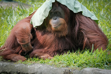 Borneo orangutan orangutans  © badrudin