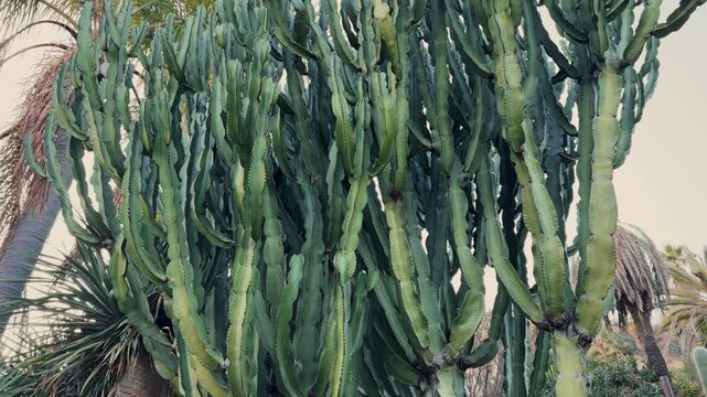Close up of cactus Euphorbia triangular, or Euphorbia triangular in a cacti forest. Golden Echinopsis calochlora cactus closeup.