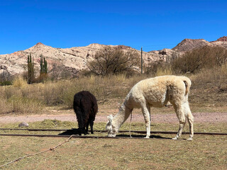 Llamas eating grass in the Andes mountains, Jujuy, Argentina