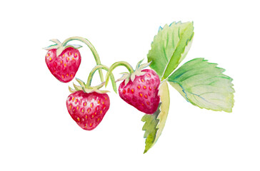 Strawberry, watercolor hand painted illustration of strawberries. red berries, strawberries with leaves,sweet food, watercolor illustration	
