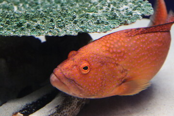 魚　水族館　オジロバラハタ