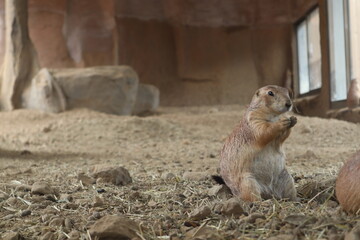 プレーリードック