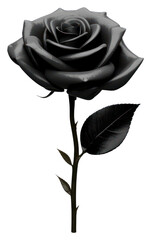 PNG Rose flower plant black.