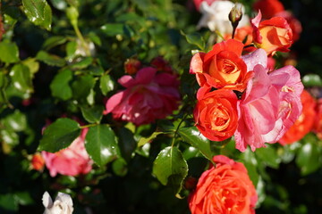 red roses in the sun after rain