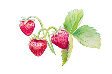 Strawberry, watercolor hand painted illustration of strawberries. red berries, strawberries with leaves,sweet food, watercolor illustration	
