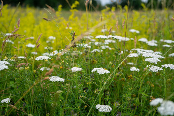 white yarrow flowers on wild meadow  (Achillea millefolium) © Olivia Neuhaus