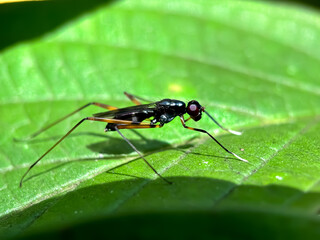 Close-up of the stage-footed fly (Micropezidae)