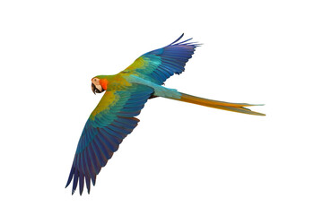 Colorful flying Catalina Macaw parrot isolated on transparent background png file