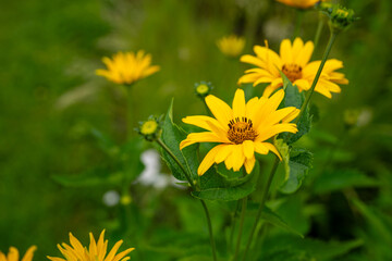 image of beautiful yellow suneye flowers