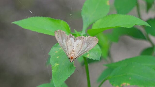 Owlet moths stuck on spider web