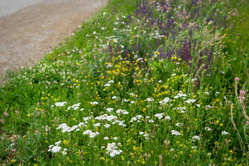 white yarrow flowers  (Achillea millefolium) on wild meadow © Olivia Neuhaus