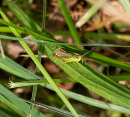 grasshopper on a grass