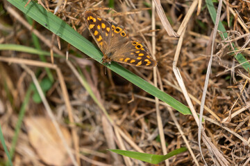 Butterfly in grass