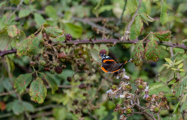 butterfly on a leaf