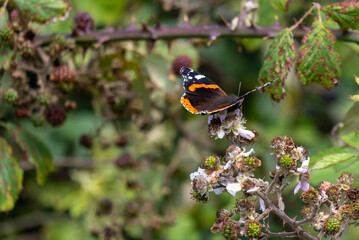 butterfly on a flower