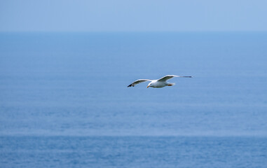 seagull in the sky