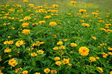 Fototapeta premium image of beautiful yellow suneye flowers