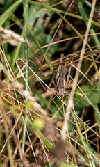 grasshopper on the grass