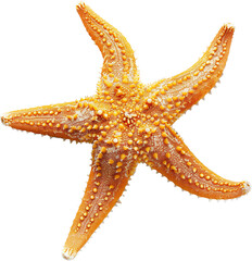 A Starfish