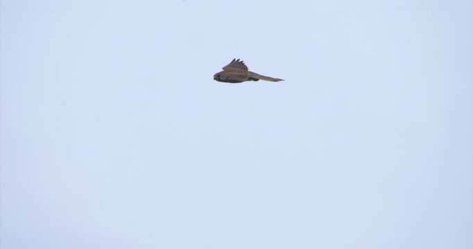 Red common kestrel flying, slow motion