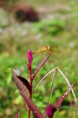 Photo of Dragonflies or Sibar-Sibar