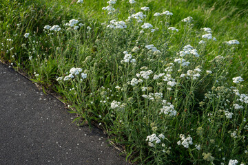 minimalist white yarrow plants (Achillea millefolium) near path
