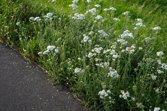 minimalist white yarrow plants (Achillea millefolium) near path