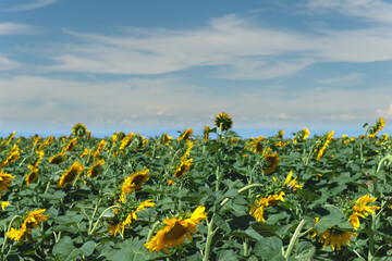 Sunflowers in Xinjiang Sunshine