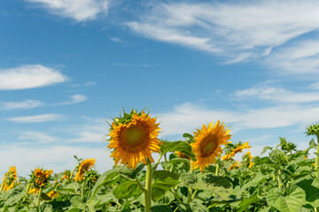 Sunflowers in Xinjiang Sunshine