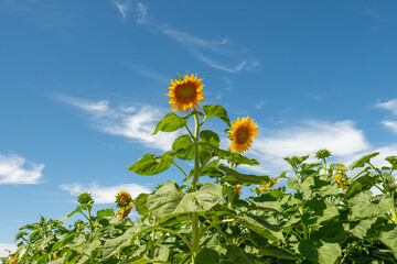 Sunflowers in Xinjiang Sunshine