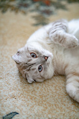 White Scottish fold cat on table