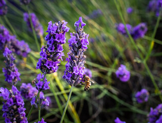 Naklejka premium Lavender flowers in the field with a bee