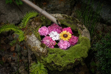 Wash basin with hydrangea and sunflower floating on water at a temple in Kyoto, Japan