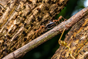 Red Ants carry bug, team work, hunting