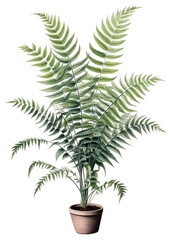 PNG Indoor plant fern leaf tree.