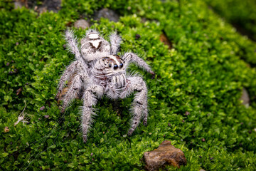 Fototapeta premium Hyllus jumping spider crawling on the green moss, Selective focus