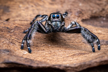 Black Hylus Jumping Spider on the rock