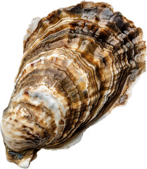 Fresh Oyster on Half Shell