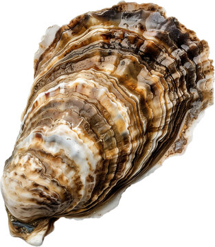 Fresh Oyster on Half Shell