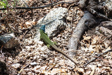 An Iberian emerald lizard, Lacerta schreiberi at Lindoso, Peneda Geres in Portugal