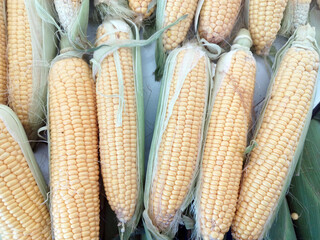 Fresh corns are on salein the bazaar, market. Organic food from field.