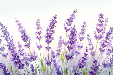 Naklejka premium A field of lavender blooms bathed in sunlight.