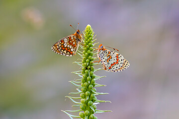 two different butterflies climbing a green branch, Melitaea athalia, Melitaea didyma