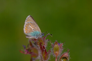 tiny butterfly feeding on purple flower,Geranium Argus, Polyommatus eumedon	