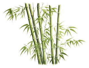 PNG Bamboo plant transparent background freshness.