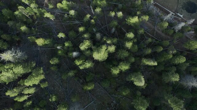Top-down drone view from treeline to celar blue lake in Idhao