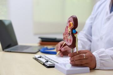 The kidney is a vital organ that filters blood, removes waste, and balances electrolytes. It...