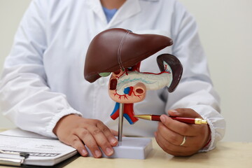 The liver is a large, vital organ that detoxifies chemicals, metabolizes drugs, produces bile, and stores nutrients. It plays a crucial role in digestion, metabolism, and maintaining overall health.